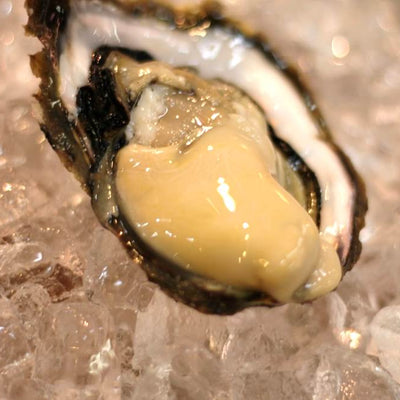 岩牡蠣 椿 長崎県五島列島 計10個(約170~230g/1個)豊洲直送 ギフト ツバキ つばき 鮮魚 養殖岩牡蠣【ツバキ10個】 冷蔵