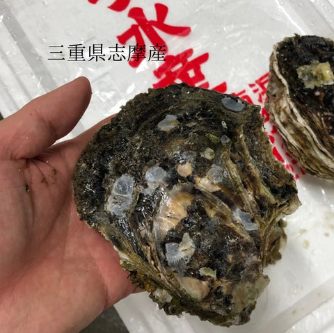 国産 岩牡蠣(殻付き 生食用)中~大サイズ 計3個(1個約350~500g)豊洲直送 【岩ガキ 中大 3個】 冷蔵