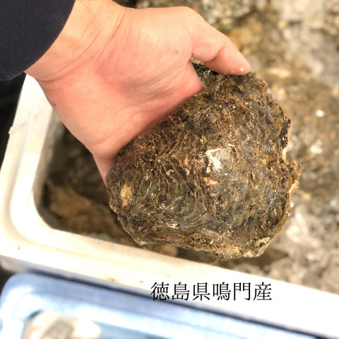 国産 岩牡蠣(殻付き 生食用)中~大サイズ 計3個(1個約350~500g)豊洲直送 【岩ガキ 中大 3個】 冷蔵
