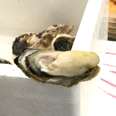 岩牡蠣 宮崎産日向市産 10個(1個120-150g前後)特選品【日向岩ガキSx10個】冷蔵 豊洲直送