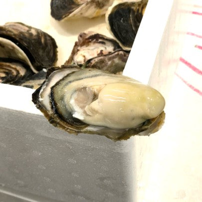 岩牡蠣 宮崎産日向市産 10個(1個120-150g前後)特選品【日向岩ガキSx10個】冷蔵 豊洲直送