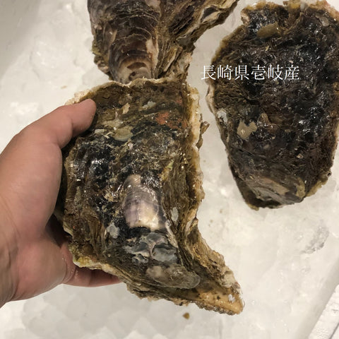 国産 岩牡蠣(殻付き 生食用)特大サイズ 計2個(1個500g以上)豊洲直送 【岩ガキ 特大 2個】 冷蔵