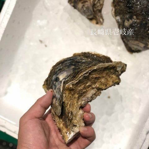 国産 岩牡蠣(殻付き 生食用)特大サイズ 計2個(1個500g以上)豊洲直送 【岩ガキ 特大 2個】 冷蔵