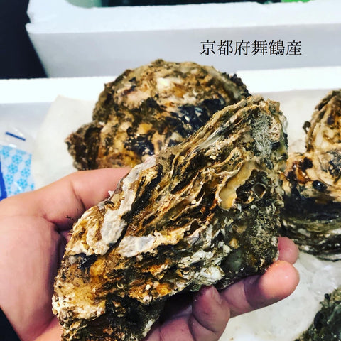 国産 岩牡蠣(殻付き 生食用)特大サイズ 計2個(1個500g以上)豊洲直送 【岩ガキ 特大 2個】 冷蔵