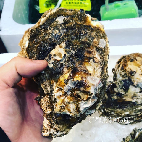 国産 岩牡蠣(殻付き 生食用)特大サイズ 計2個(1個500g以上)豊洲直送 【岩ガキ 特大 2個】 冷蔵