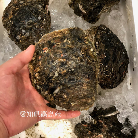 国産 岩牡蠣(殻付き 生食用)特大サイズ 計2個(1個500g以上)豊洲直送 【岩ガキ 特大 2個】 冷蔵