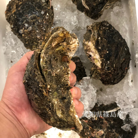 国産 岩牡蠣(殻付き 生食用)特大サイズ 計2個(1個500g以上)豊洲直送 【岩ガキ 特大 2個】 冷蔵