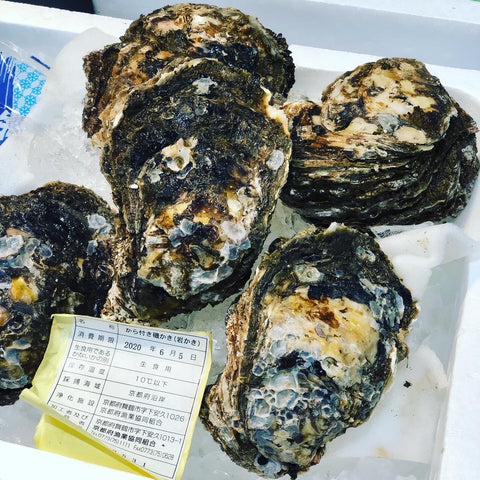 天然岩牡蠣 京都 舞鶴・栗田・伊根産 1個500g前後計4個 特大サイズ 高級岩ガキ【京都天然岩牡蠣500gx4個】冷蔵