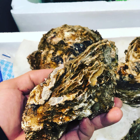 天然岩牡蠣 京都 舞鶴・栗田・伊根産 1個500g前後計4個 特大サイズ 高級岩ガキ【京都天然岩牡蠣500gx4個】冷蔵