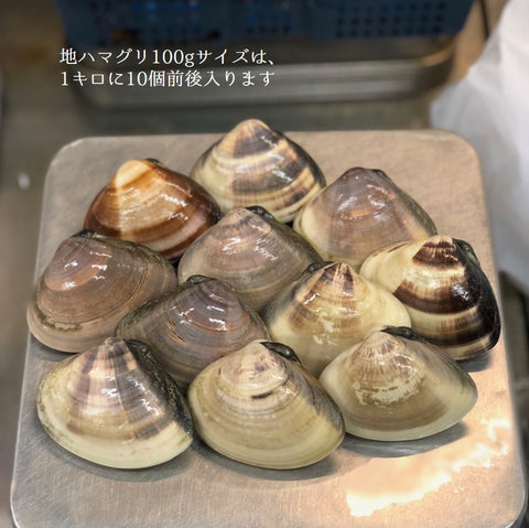 天然 地はまぐり 生(活け)特大サイズ 千葉産 冷蔵 地ハマグリ 地蛤