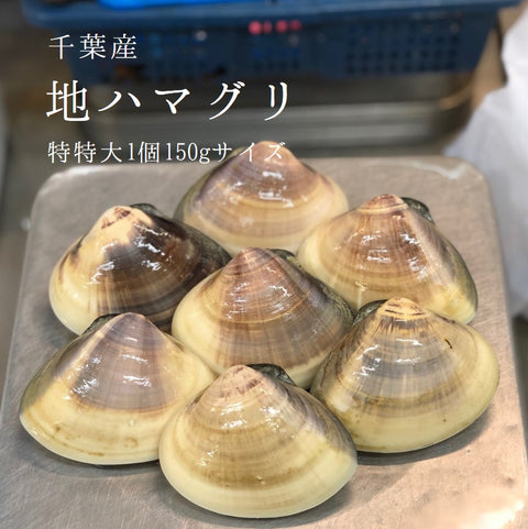 天然 地はまぐり 生(活け)特大サイズ 千葉産 冷蔵 地ハマグリ 地蛤