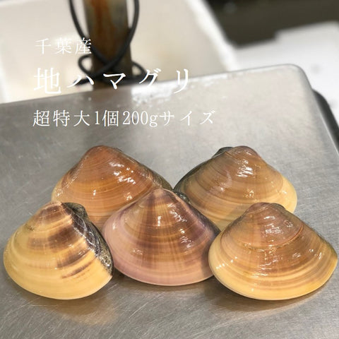 天然 地はまぐり 生(活け)特大サイズ 千葉産 冷蔵 地ハマグリ 地蛤