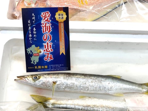 高級カマス 千葉・豊後水道産 他 かます 1尾200-300g前後 1キロ【?200-300g1K】 冷蔵