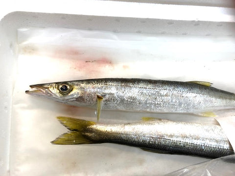 高級カマス 千葉・豊後水道産 他 かます 1尾200-300g前後 1キロ【?200-300g1K】 冷蔵