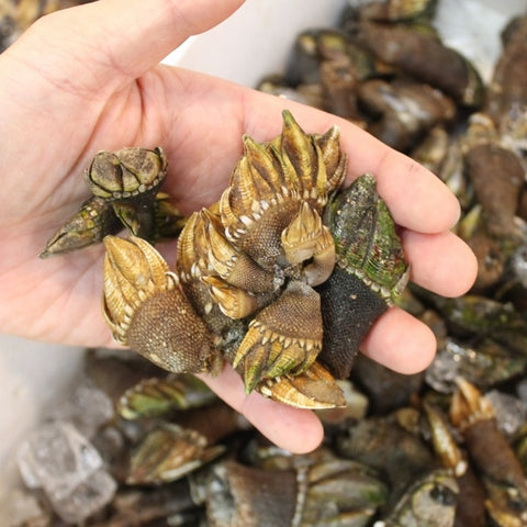 カメノテ 生 亀の手 愛知 他 中/大サイズ 豊洲直送【亀の手】冷蔵 カメのテ