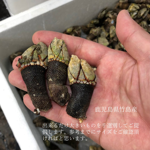 カメノテ 生 亀の手 愛知 他 中/大サイズ 豊洲直送【亀の手】冷蔵 カメのテ