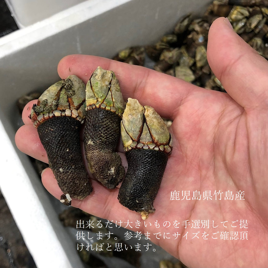 亀の手釣り用5kg