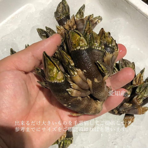 カメノテ 生 亀の手 愛知 他 中/大サイズ 豊洲直送【亀の手】冷蔵 カメのテ