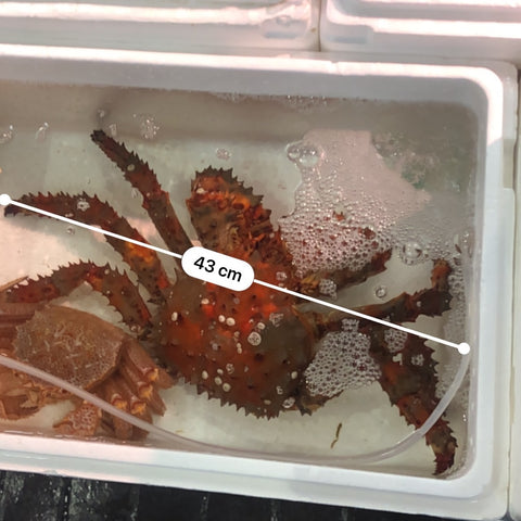 特大 活け 花咲蟹 北海道産 1.3-1.5kg サイズ 【花咲ガニ1.5キロ】豊洲直送