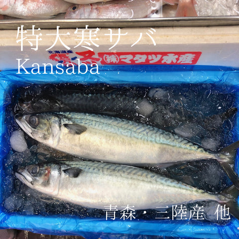 生 特大寒サバ 青森 三陸 房州 京都 他 高級サバ １尾約900g-1kg 鮮魚 豊洲直送【寒サバ約１K】 冷蔵