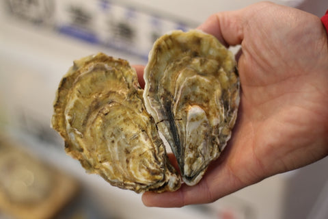 真牡蠣 華蓮 殻付き牡蠣 生食用カキ 長崎小長井産 (50-80g/1個) 10個 豊洲直送 かき カキ かれん カレン 動画有【華蓮10個】 冷蔵