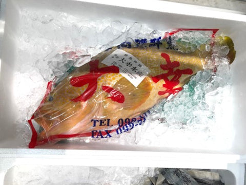 キジハタ / アコウ 福岡 他 1尾1-1.5kg 【キジハタ1.5KG】 冷蔵 雉子羽太