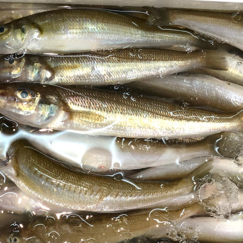 特大キス 東京湾・九州他 計500g(1本約70-120g・5本前後)【特大鱚0.5kg】冷蔵 豊洲直送