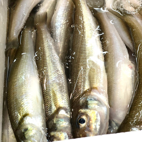 特大キス 東京湾・九州他 計500g(1本約70-120g・5本前後)【特大鱚0.5kg】冷蔵 豊洲直送