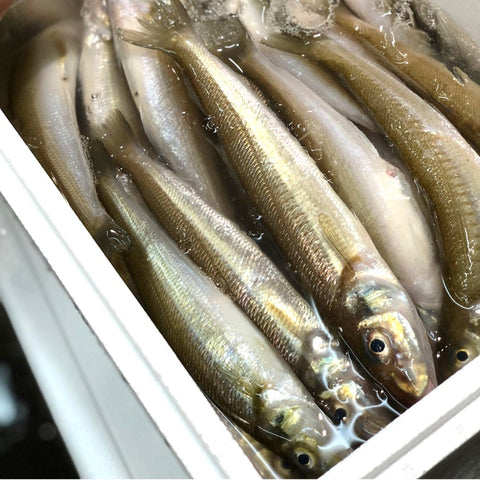 特大キス 東京湾・九州他 計500g(1本約70-120g・5本前後)【特大鱚0.5kg】冷蔵 豊洲直送