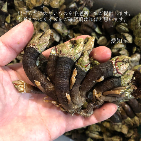 カメノテ 生 亀の手 愛知 他 中/大サイズ 豊洲直送【亀の手】冷蔵 カメのテ