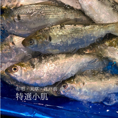 特選 小肌 こはだ 有明・天草・江戸前・大阪湾 他 約500g 鮮魚【小肌500g】 冷蔵
