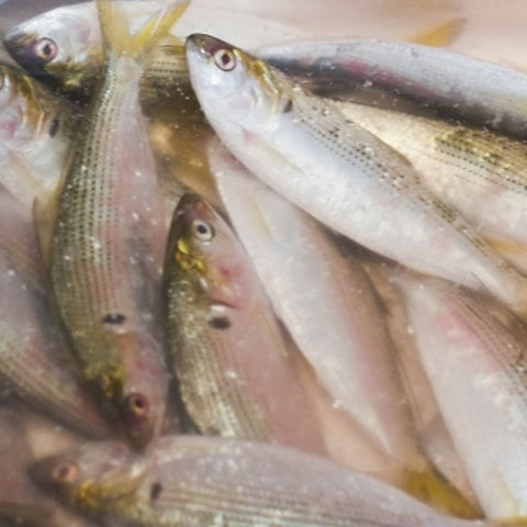 特選 小肌 こはだ 有明・天草・江戸前・大阪湾 他 約500g 鮮魚【小肌500g】 冷蔵