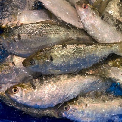 特選 小肌 こはだ 有明・天草・江戸前・大阪湾 他 約500g 鮮魚【小肌500g】 冷蔵