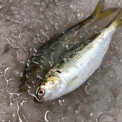 特選 小肌 こはだ 有明・天草・江戸前・大阪湾 他 約500g 鮮魚【小肌500g】 冷蔵