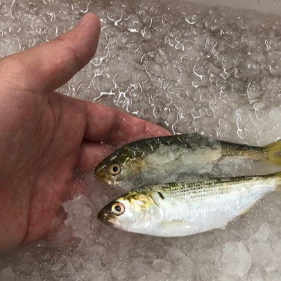 特選 小肌 こはだ 有明・天草・江戸前・大阪湾 他 約500g 鮮魚【小肌500g】 冷蔵