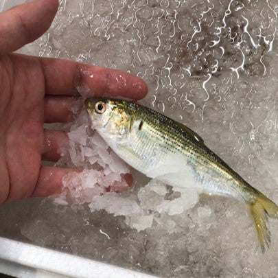特選 小肌 こはだ 有明・天草・江戸前・大阪湾 他 約500g 鮮魚【小肌500g】 冷蔵
