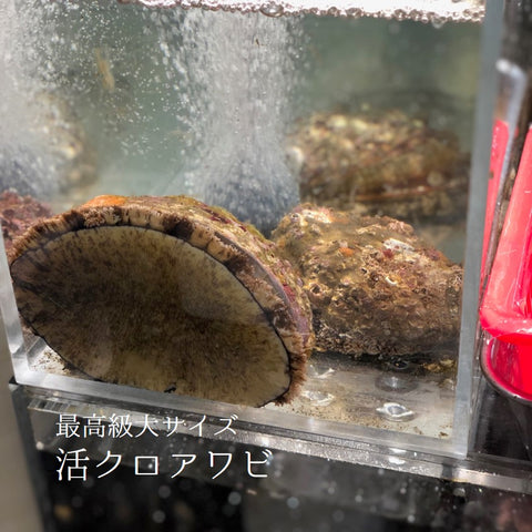 活 天然クロアワビ 黒アワビ 中サイズ 250-300g/1個 三陸・千葉・京都・北海道 他 【クロアワビ250-300g】冷蔵