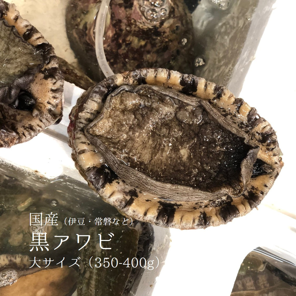 活 天然黒アワビ 1個350/400gサイズ 国産（伊豆/常磐/福岡/新潟など 