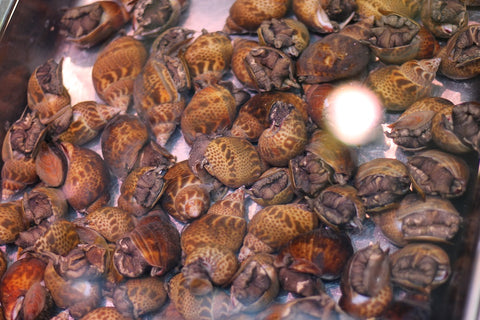 生 クロバイ 黒バイ 本バイ貝 1キロ 山陰産 他 豊洲直送 高級貝類【黒バイ1K】 冷蔵