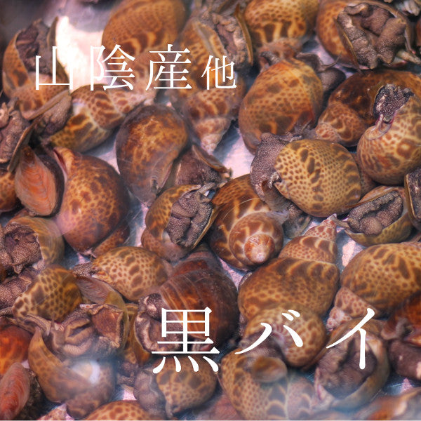 天然 江戸前 ハマグリ 最高級 蛤 東京湾 三番瀬 葛西 他 豊洲直送 1キロ（1個約70-120g）冷蔵