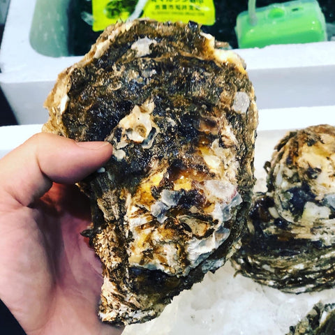 天然岩牡蠣 京都 舞鶴・栗田・伊根産 1個500g前後計4個 特大サイズ 高級岩ガキ【京都天然岩牡蠣500gx4個】冷蔵