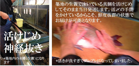 活〆真鯛 愛媛産 養殖 約1-1.5kg(豊洲直送)鮮魚 生 活締め【ヨウダイ1-1.5K】 冷蔵