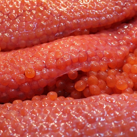 特選 生筋子 生スジコ 500g 北海道産・三陸産・青森産 【高級生スジコ500g】 冷蔵 豊洲直送