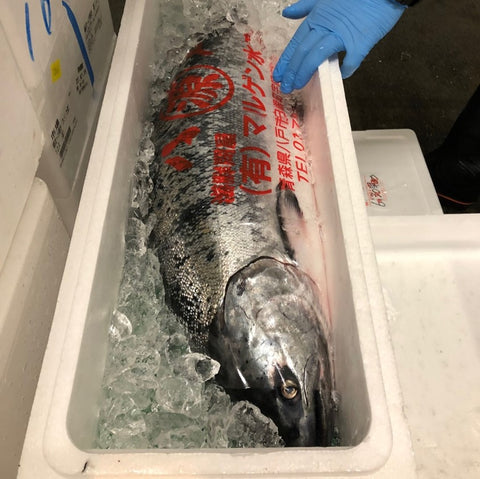 マスノスケ 生 鱒之介 1尾5kg以上 北海道 青森 三陸など キングサーモン【助マス】冷蔵 豊洲直送