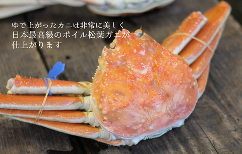 最高級 松葉ガニ | ボイル | ズワイガニ | 津居山カニ 兵庫県産 冷蔵 産地直送