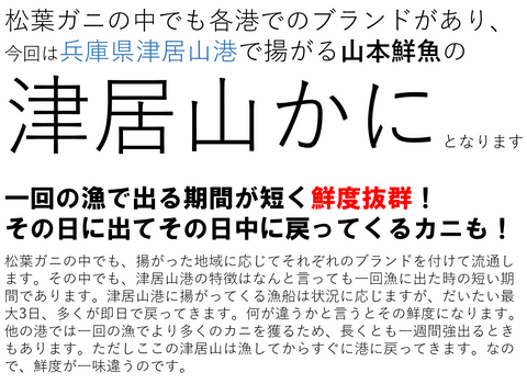 最高級 松葉ガニ | ボイル | ズワイガニ | 津居山カニ 兵庫県産 冷蔵 産地直送