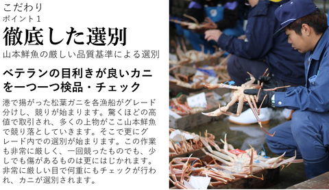 最高級 松葉ガニ | ボイル | ズワイガニ | 津居山カニ 兵庫県産 冷蔵 産地直送