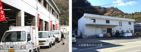 最高級 松葉ガニ | ボイル | ズワイガニ | 津居山カニ 兵庫県産 冷蔵 産地直送