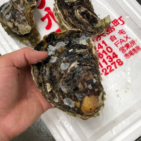 岩牡蠣 三重 伊勢 (大サイズ) 生食 3個入 殻付き 岩かき 1個350-500g 豊洲直送【三重岩牡蠣10入x3個】冷蔵
