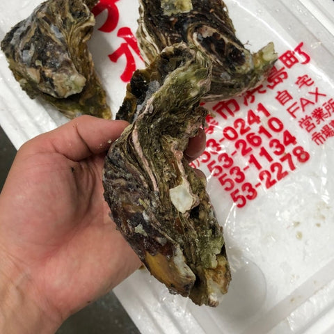 岩牡蠣 三重 伊勢 (大サイズ) 生食 3個入 殻付き 岩かき 1個350-500g 豊洲直送【三重岩牡蠣10入x3個】冷蔵